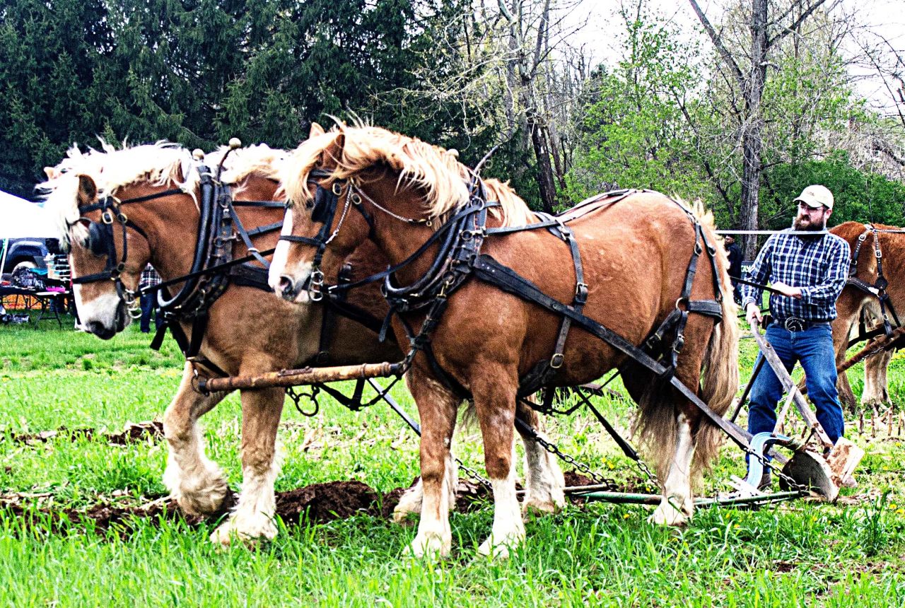 Straight Furrows At Saunderskill Spring Plow