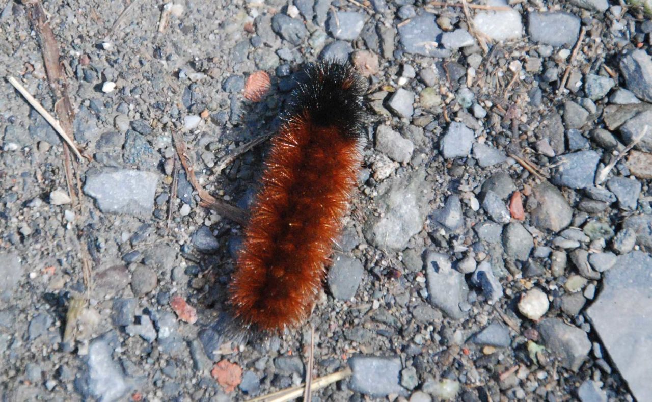 download wooly caterpillar winter