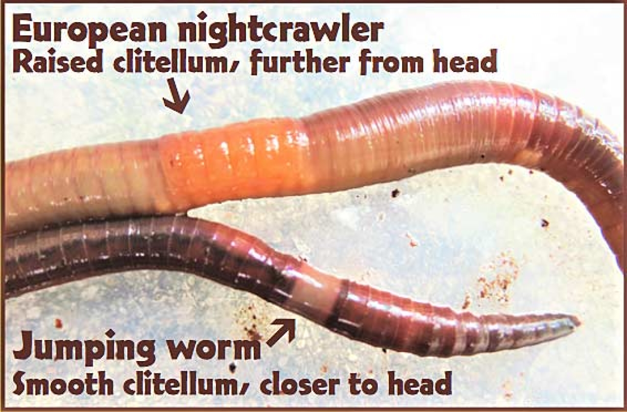 Jumping Worms Will Eat Your Lawn!
