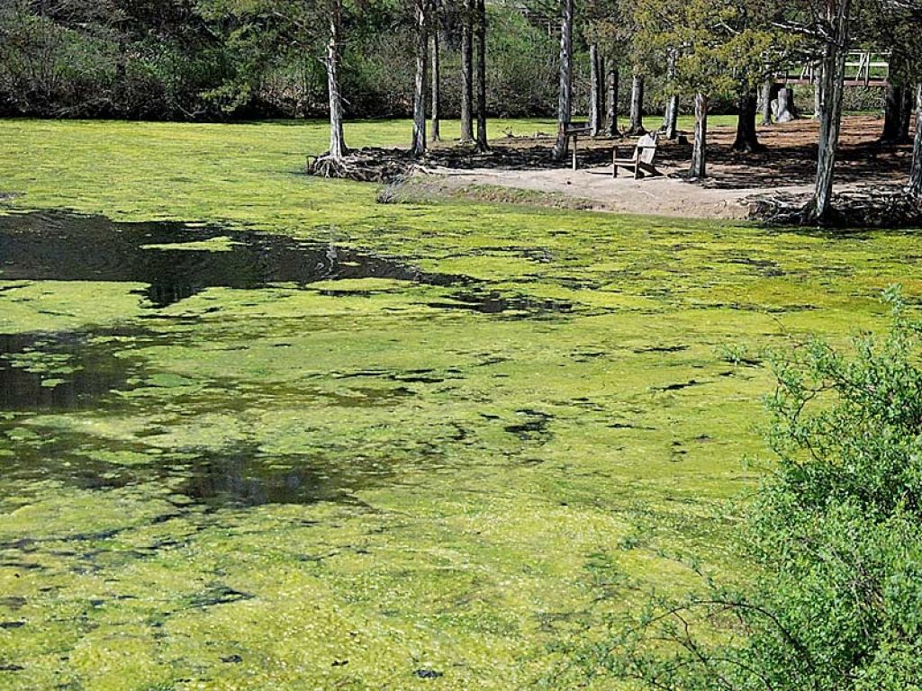 Wawarsing Town Board Battling ‘Pond Thing’